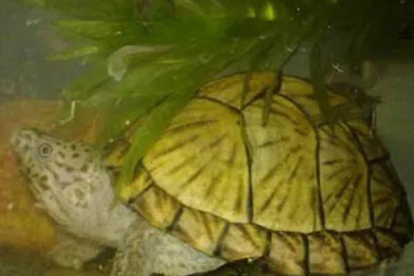 剃刀龟一年可以长多大,一年可以长1-5厘米