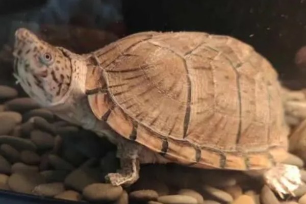 剃刀龟一年可以长多大,一年可以长1-5厘米