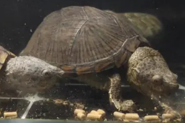 剃刀龟一年可以长多大,一年可以长1-5厘米