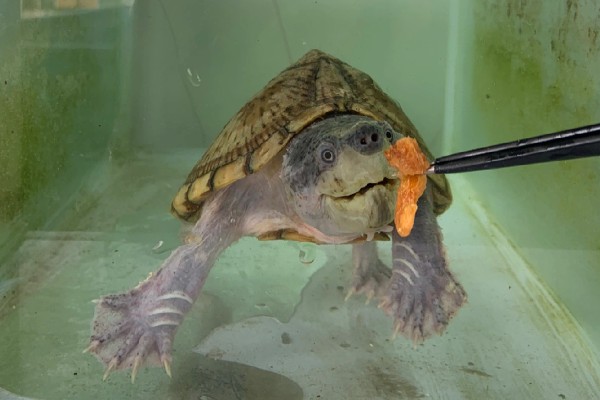 剃刀龟一年可以长多大,一年可以长1-5厘米