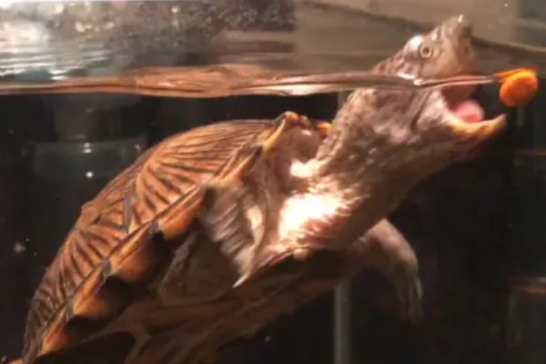 剃刀龟一年可以长多大,一年可以长1-5厘米