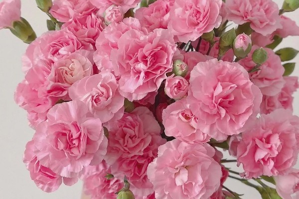 康乃馨的花语是什么，寓意感激感恩、纯洁等