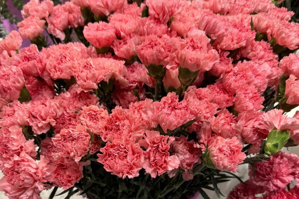 康乃馨的花语是什么，寓意感激感恩、纯洁等