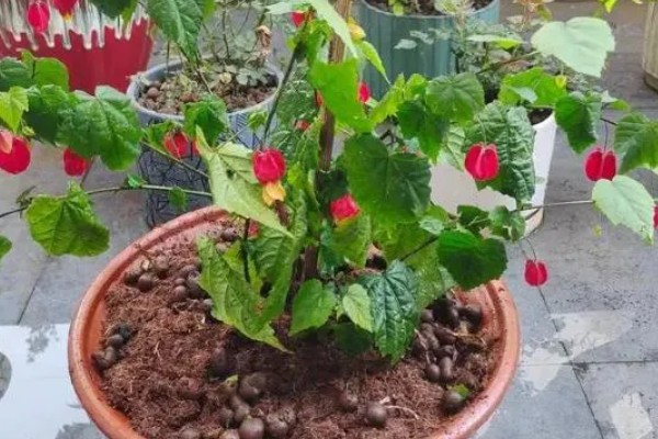 灯笼花的养殖方法，每次浇水要将它浇透