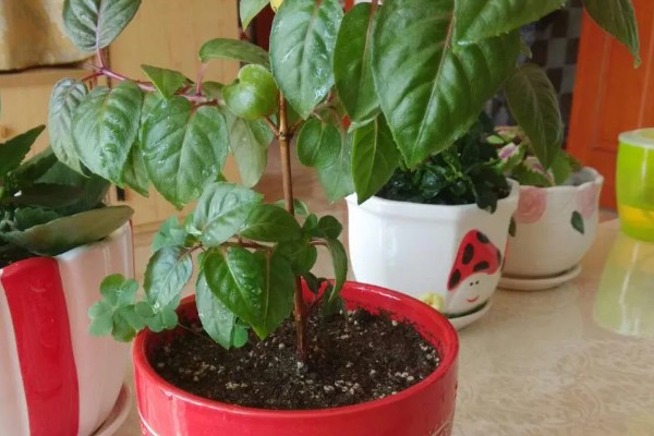 灯笼花的养殖方法，每次浇水要将它浇透