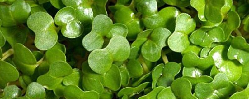 豆瓣菜是不是西洋菜，二者是同一种蔬菜