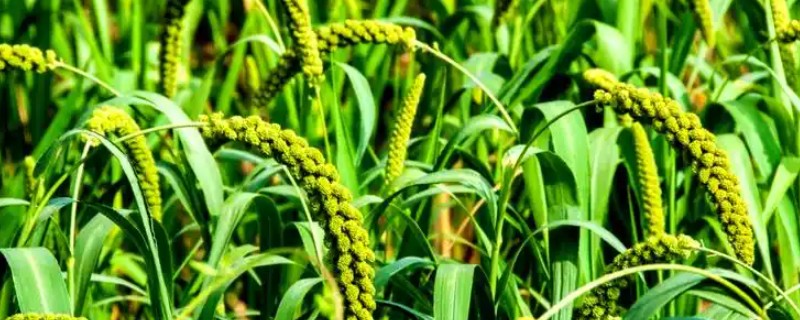 粮油作物的种类，常见水稻、小麦、油菜和花生等品种