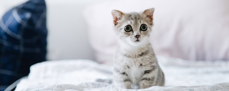 猫咪发烧如何解决，严重的话需要使用感冒药治疗