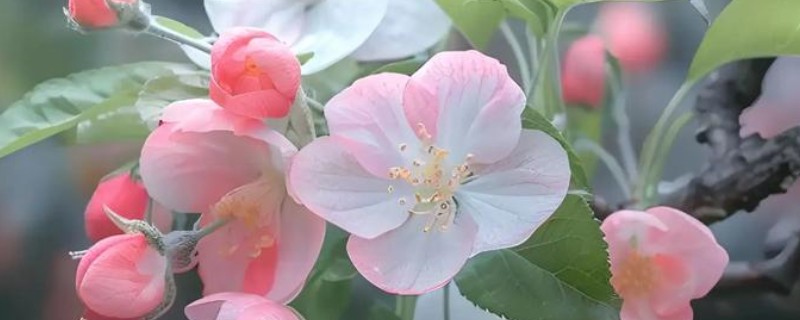 海棠花有没有毒，海棠花是有毒的