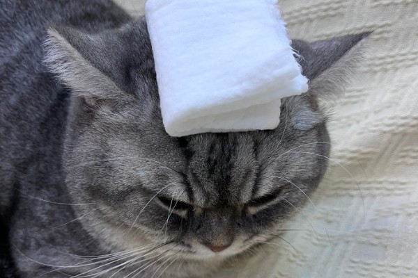 猫咪发烧如何解决，严重的话需要使用感冒药治疗