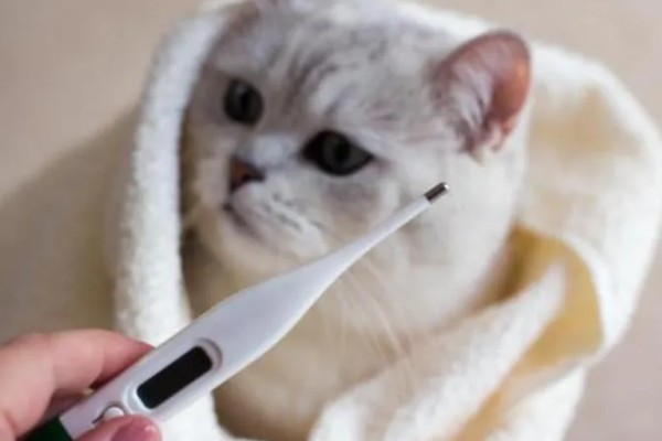 猫咪发烧如何解决，严重的话需要使用感冒药治疗