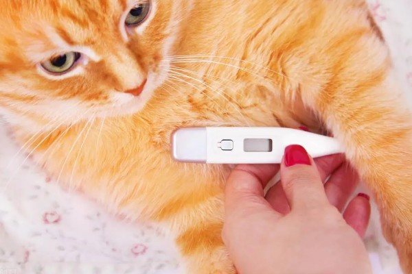猫咪发烧如何解决，严重的话需要使用感冒药治疗