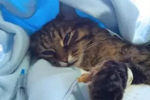 猫咪发烧如何解决，严重的话需要使用感冒药治疗