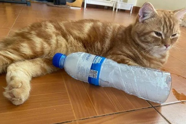 猫咪发烧如何解决，严重的话需要使用感冒药治疗