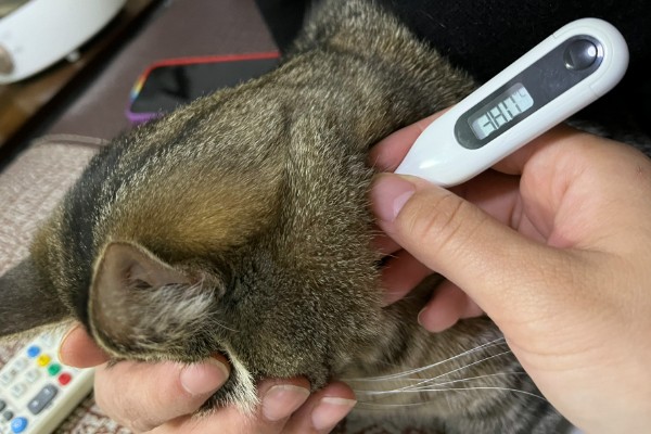 猫咪发烧如何解决，严重的话需要使用感冒药治疗