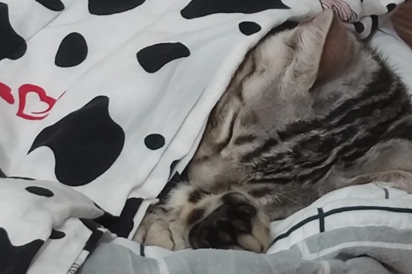 猫咪发烧如何解决，严重的话需要使用感冒药治疗