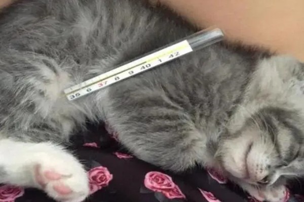 猫咪发烧如何解决，严重的话需要使用感冒药治疗