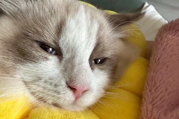 猫咪发烧如何解决，严重的话需要使用感冒药治疗