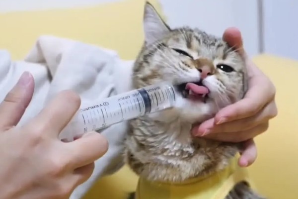 猫咪发烧如何解决，严重的话需要使用感冒药治疗