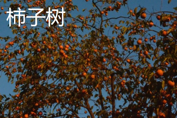 柿子树适合在室内养殖吗,适合在室内进行养殖的