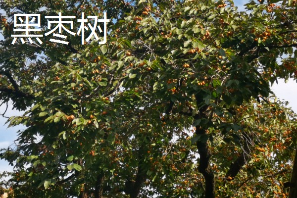 柿子树适合在室内养殖吗,适合在室内进行养殖的