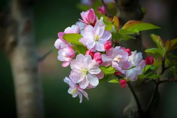 海棠花有没有毒，海棠花是有毒的