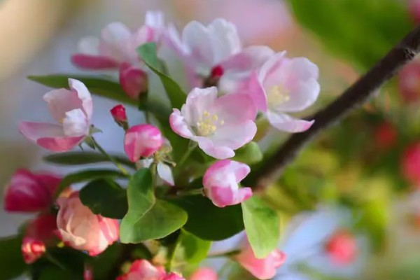 海棠花有没有毒，海棠花是有毒的