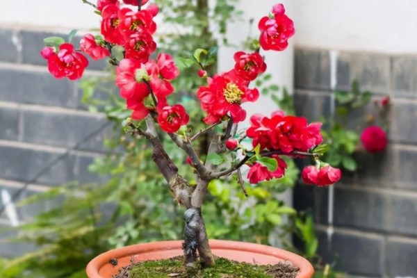 海棠花有没有毒，海棠花是有毒的