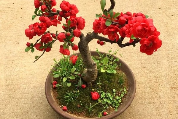 海棠花有没有毒，海棠花是有毒的