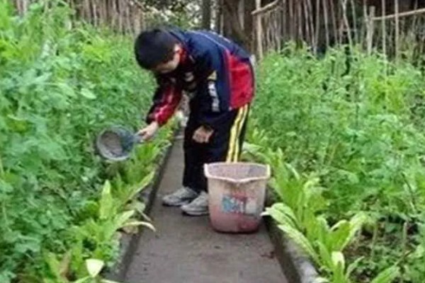 豌豆的种植要点，选择ph值6.0-7.2的壤土或粘壤为宜