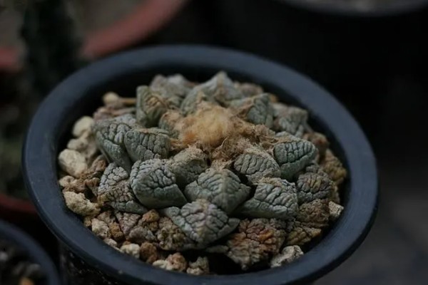 龟甲牡丹如何养殖，适宜生长的温度在20℃左右