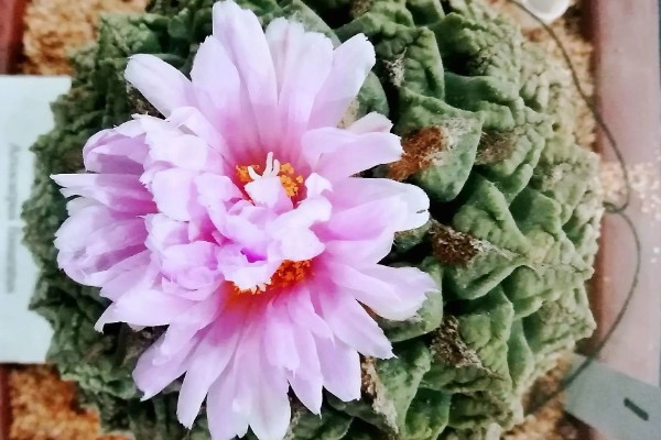 龟甲牡丹如何养殖，适宜生长的温度在20℃左右