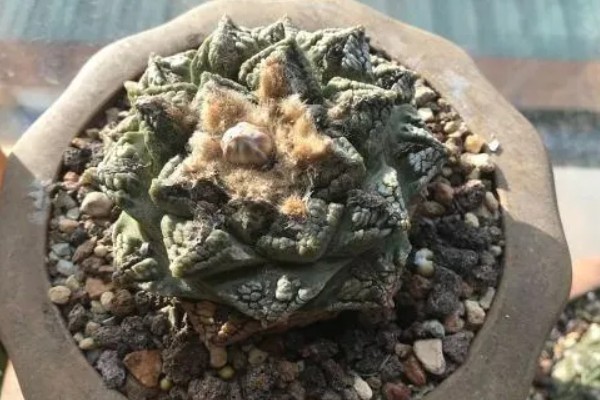 龟甲牡丹如何养殖，适宜生长的温度在20℃左右
