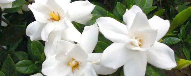 栀子花和桂花哪个更香，花香各有不同