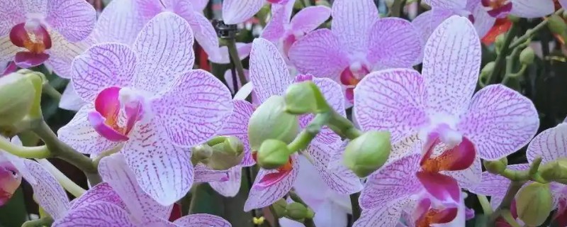 蝴蝶兰开花后如何浇水，建议在上午的10点进行浇水