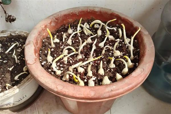 盆栽大蒜的方法,让蒜瓣充分吸水后再栽入土穴中