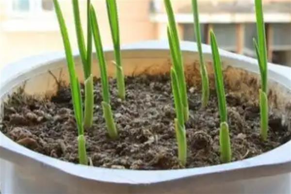 盆栽大蒜的方法,让蒜瓣充分吸水后再栽入土穴中