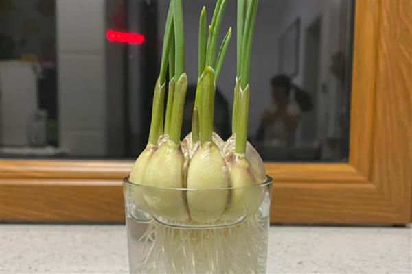 盆栽大蒜的方法,让蒜瓣充分吸水后再栽入土穴中