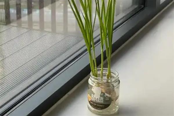 盆栽大蒜的方法,让蒜瓣充分吸水后再栽入土穴中