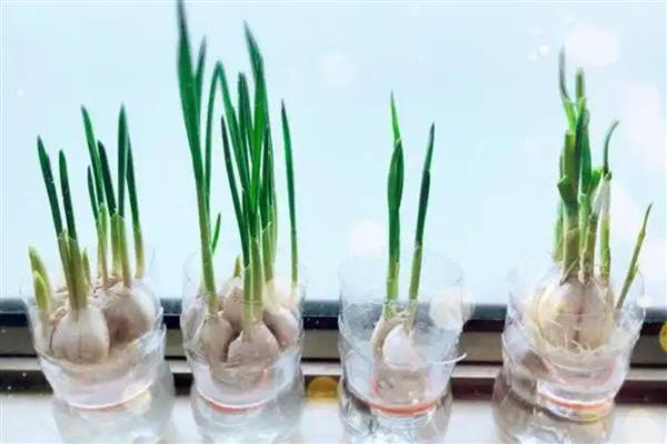 盆栽大蒜的方法,让蒜瓣充分吸水后再栽入土穴中