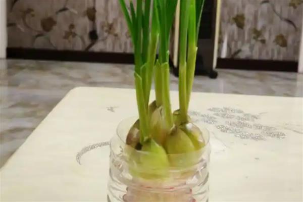 盆栽大蒜的方法,让蒜瓣充分吸水后再栽入土穴中