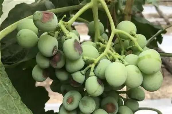 葡萄日灼病如何防治，套袋的时间一定要适宜