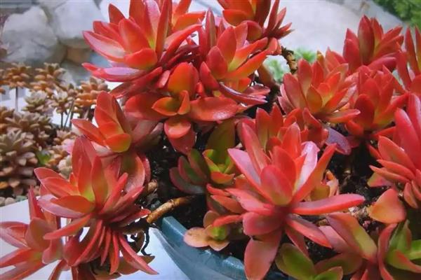 火祭怎么才能变多头，可采用砍头法、倒卧法等