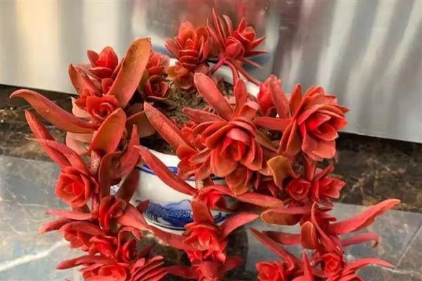 火祭怎么才能变多头，可采用砍头法、倒卧法等