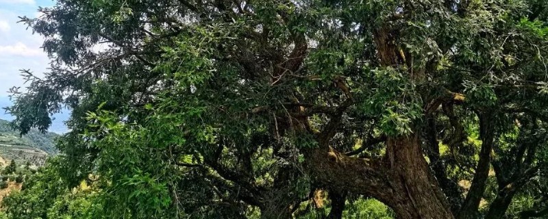 香榧的种植前景，种植前景较好