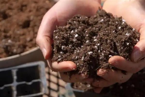 盆栽大蒜的方法,让蒜瓣充分吸水后再栽入土穴中