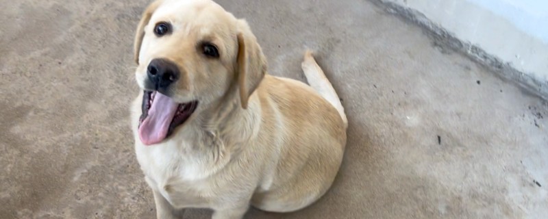 狗狗趾间炎的治疗方式，可使用抗真菌喷剂进行治疗