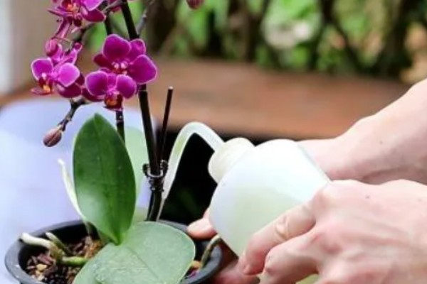 蝴蝶兰开花后如何浇水,建议在上午的10点进行浇水
