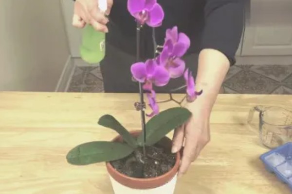 蝴蝶兰开花后如何浇水,建议在上午的10点进行浇水
