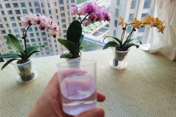 蝴蝶兰开花后如何浇水,建议在上午的10点进行浇水
